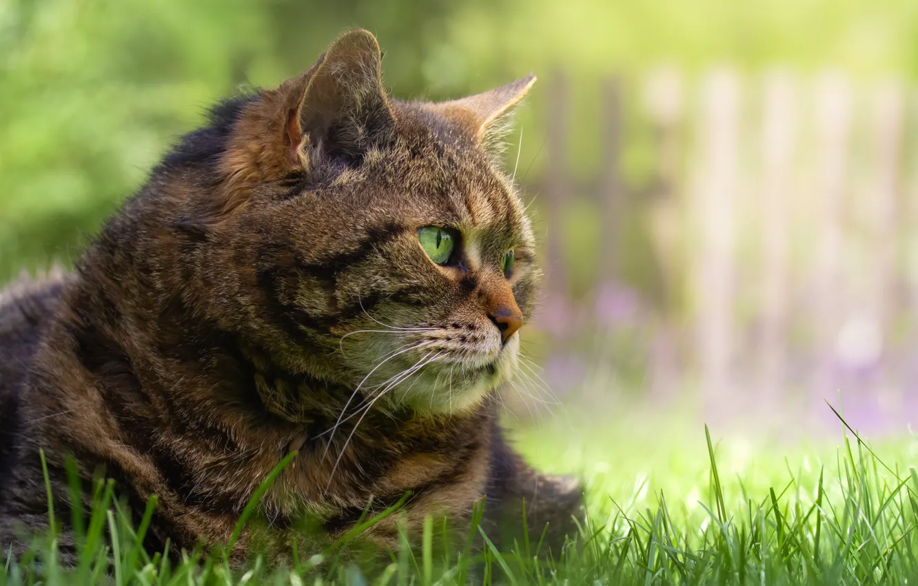 Photo wallpaper cat, grass, cat, look, face, pose, grey, glade