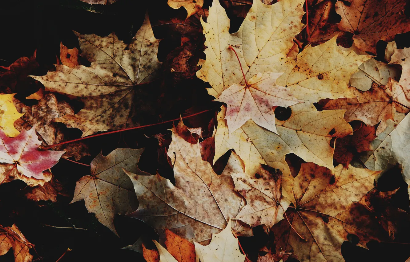 Photo wallpaper autumn, leaves, macro, nature, yellow, dry