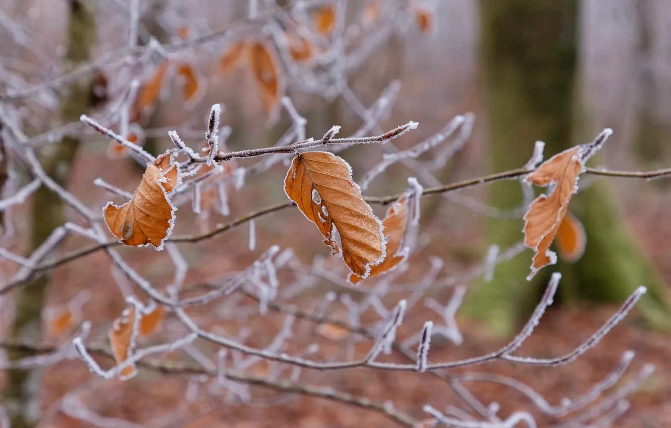 Photo wallpaper frost, leaves, macro, branches