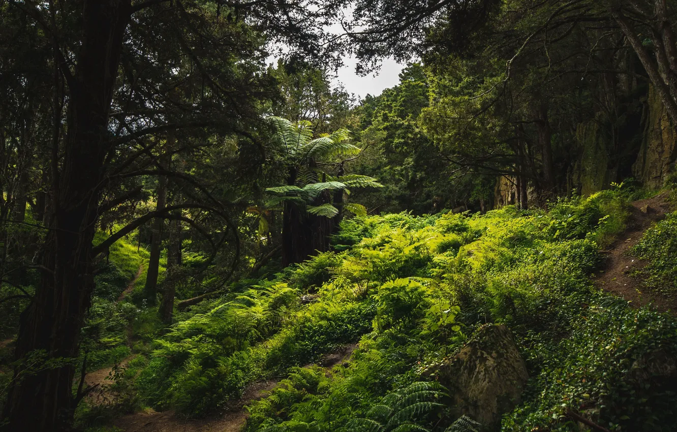 Photo wallpaper forest, trees, nature, New Zealand, fern, path