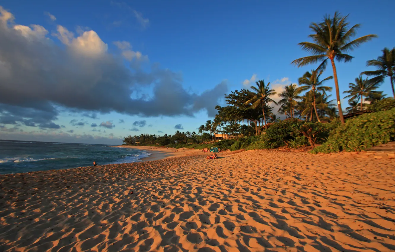 Photo wallpaper sand, beach, palm trees, the ocean