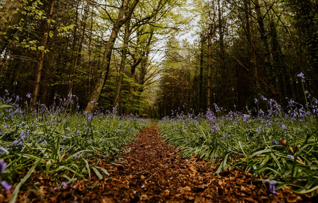 Photo wallpaper forest, summer, trees, flowers, nature, trail