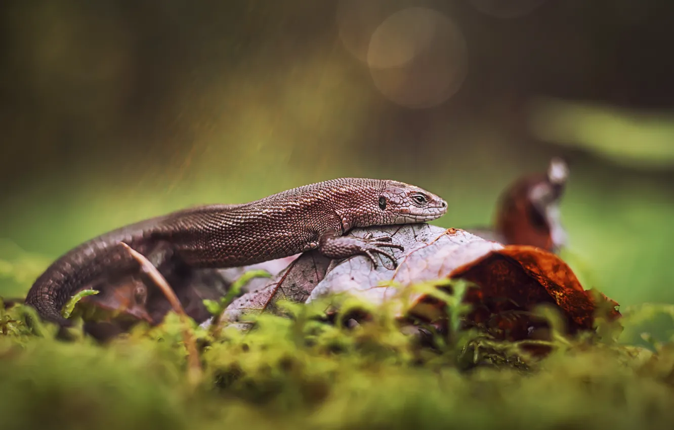 Photo wallpaper autumn, leaves, macro, nature, moss, lizard, bokeh