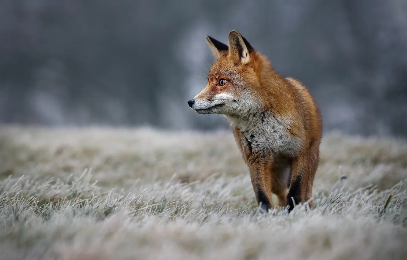 Photo wallpaper winter, frost, grass, nature, animal, Fox, Fox