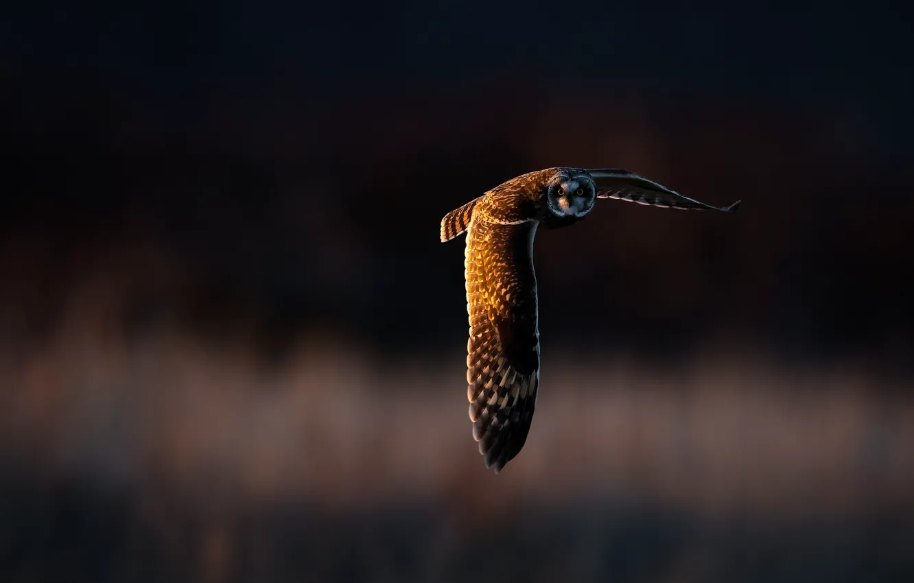 Photo wallpaper light, owl, bird, wings, flight