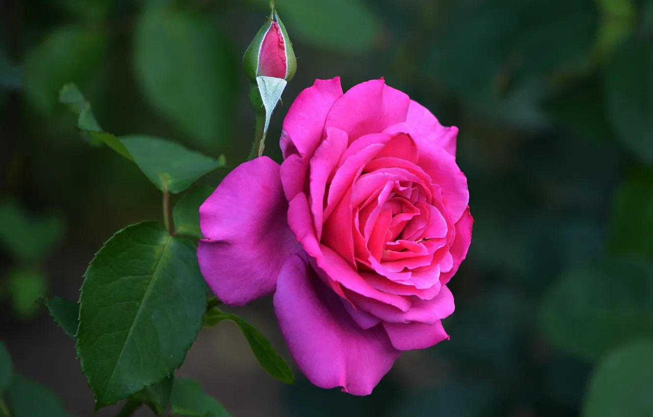 Photo wallpaper flowers, roses, rosary