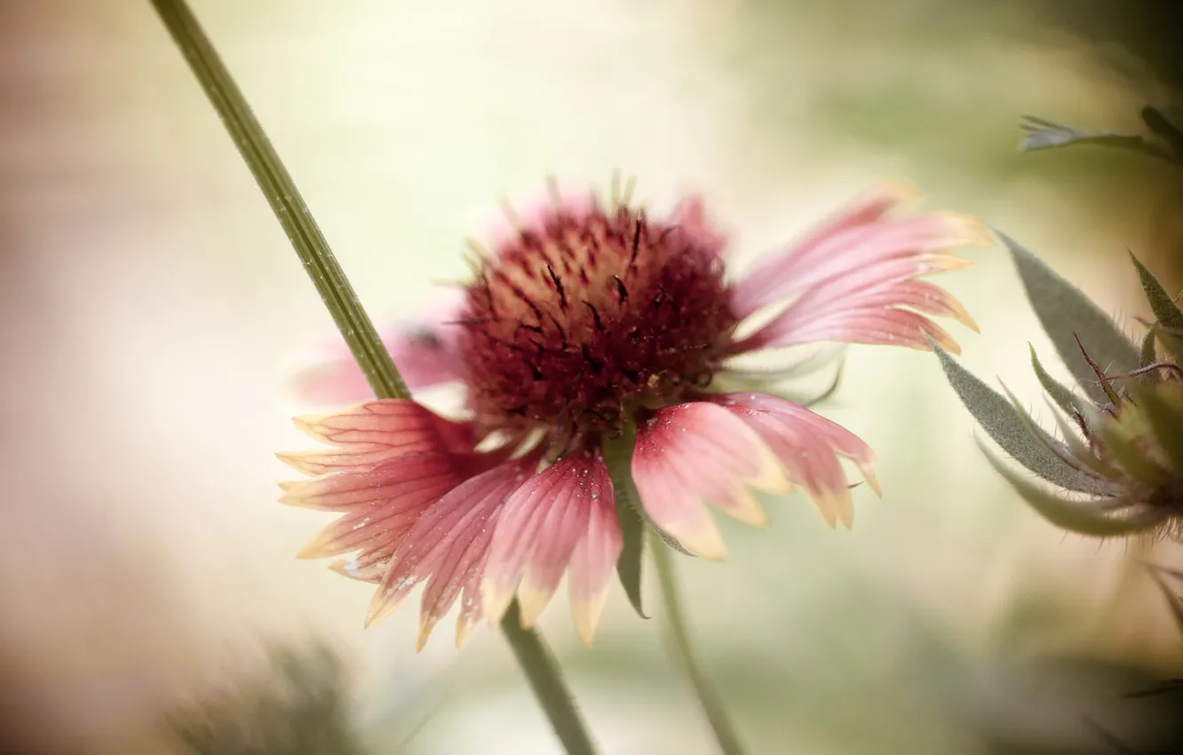 Photo wallpaper flowers, background, petals, bokeh, rudbeckia