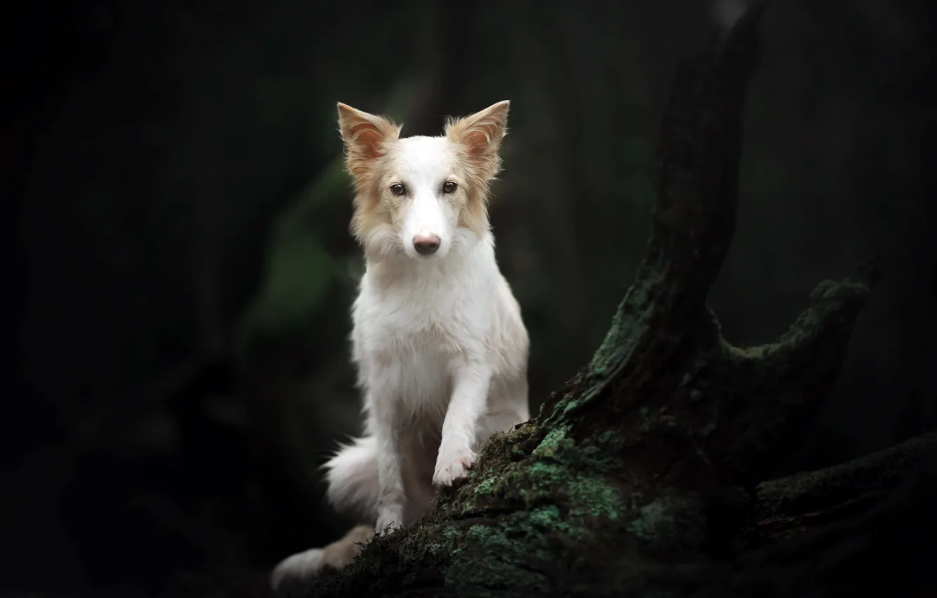 Photo wallpaper forest, each, dog