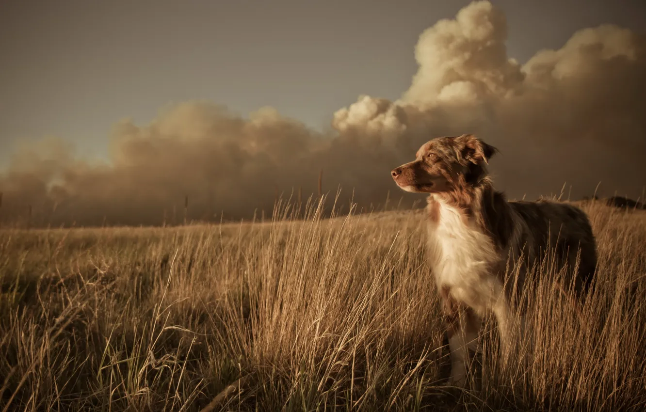 Photo wallpaper field, landscape, sunset, each, dog