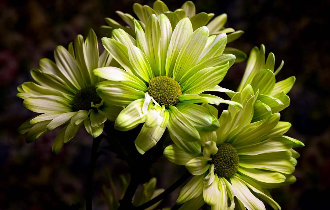 Photo wallpaper flowers, nature, background