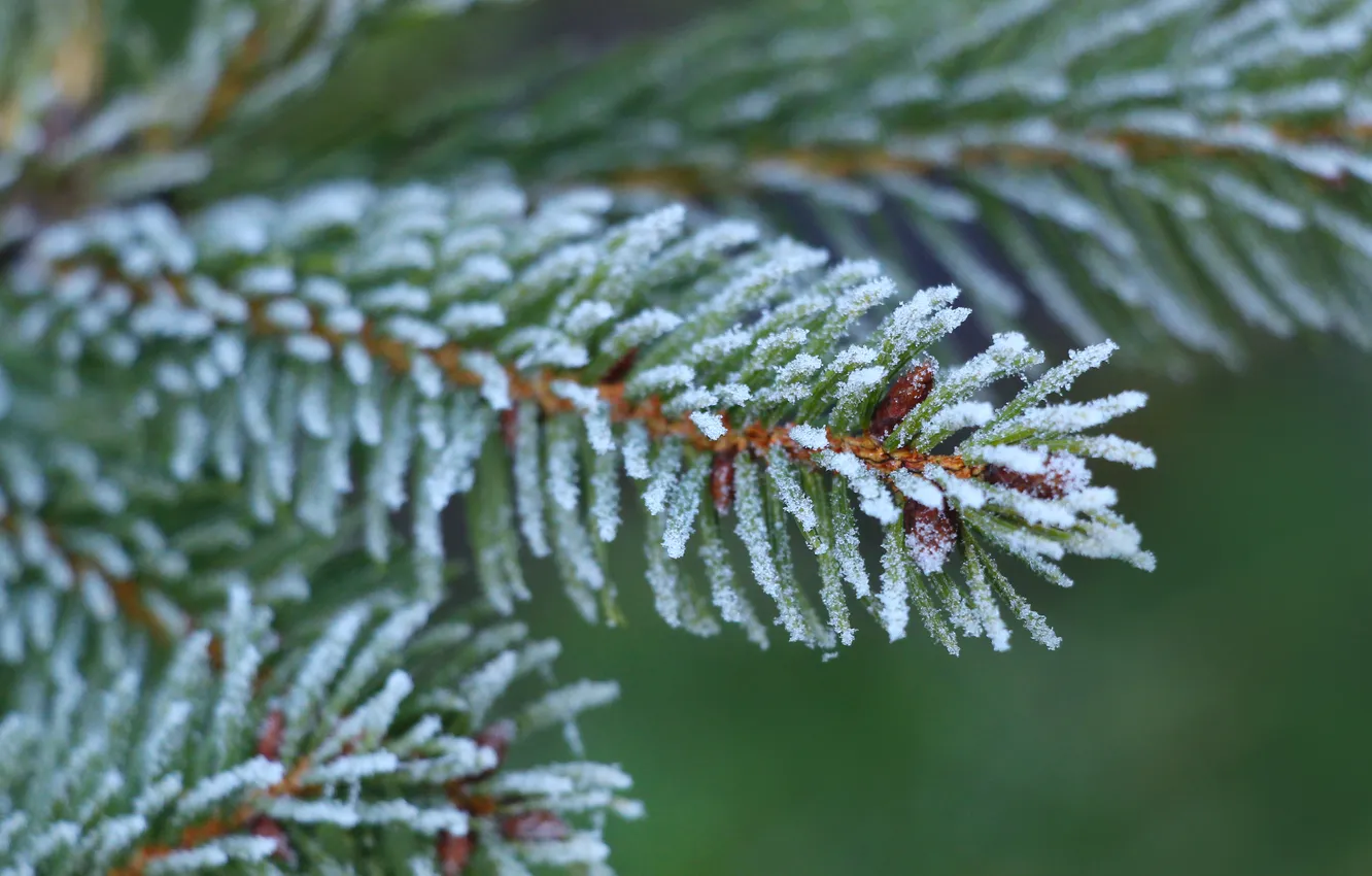 Photo wallpaper winter, twig, hoarfrost