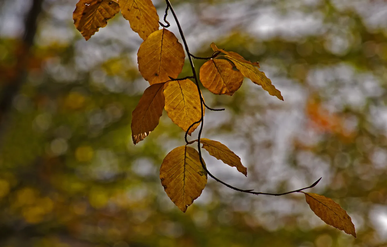 Photo wallpaper leaves, branches, yellow, autumn