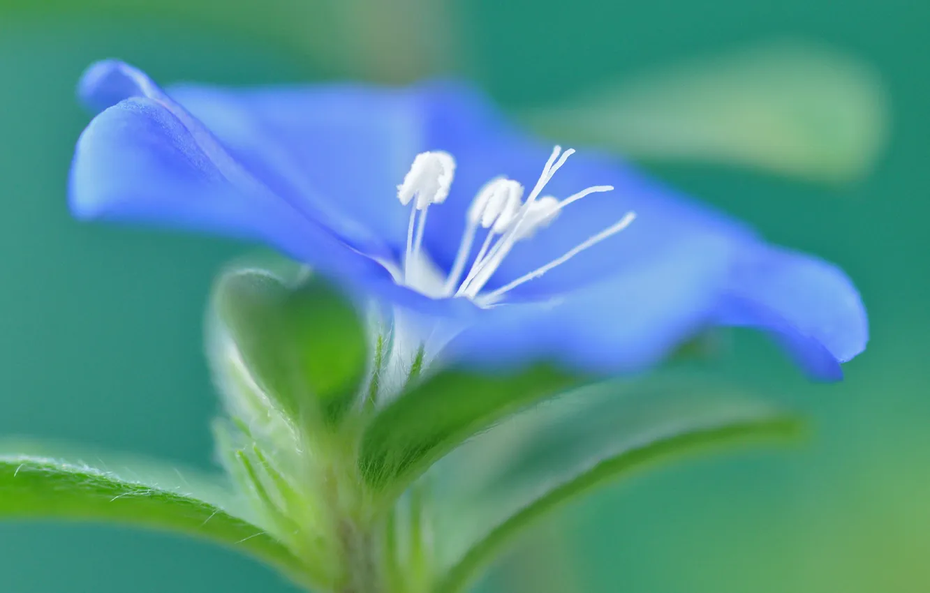 Photo wallpaper leaves, flowers, nature, plant, petals