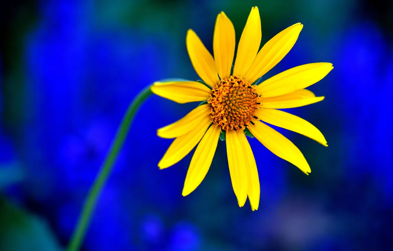 Photo wallpaper flowers, nature, plant, petals, stem