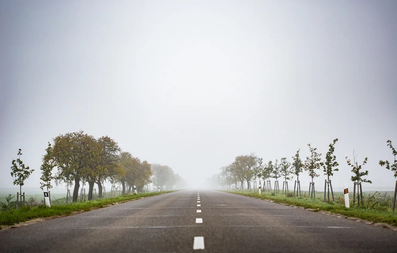 Photo wallpaper road, trees, fog, strip