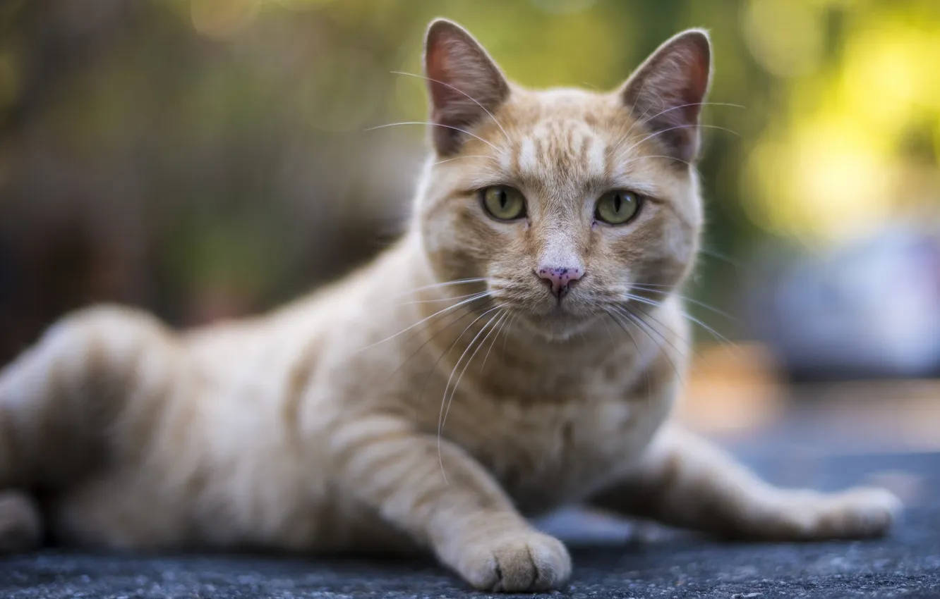 Photo wallpaper cat, cat, look