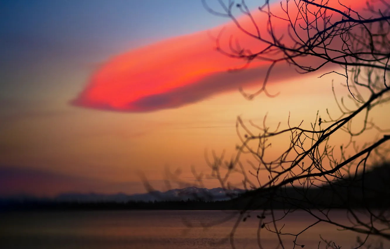 Photo wallpaper the sky, clouds, sunset, branches, nature