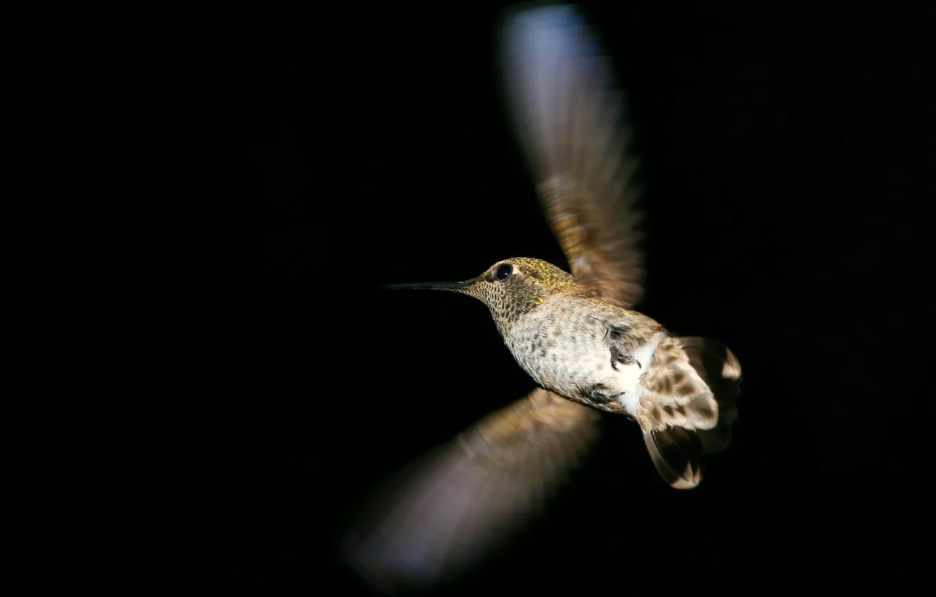 Photo wallpaper flight, the dark background, bird, wings, Hummingbird, bird