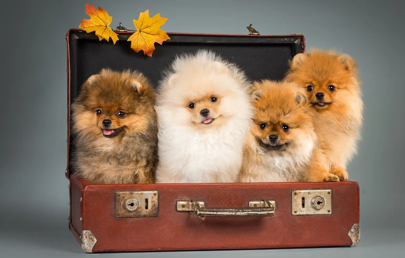 Photo wallpaper puppy, suitcase, Spitz