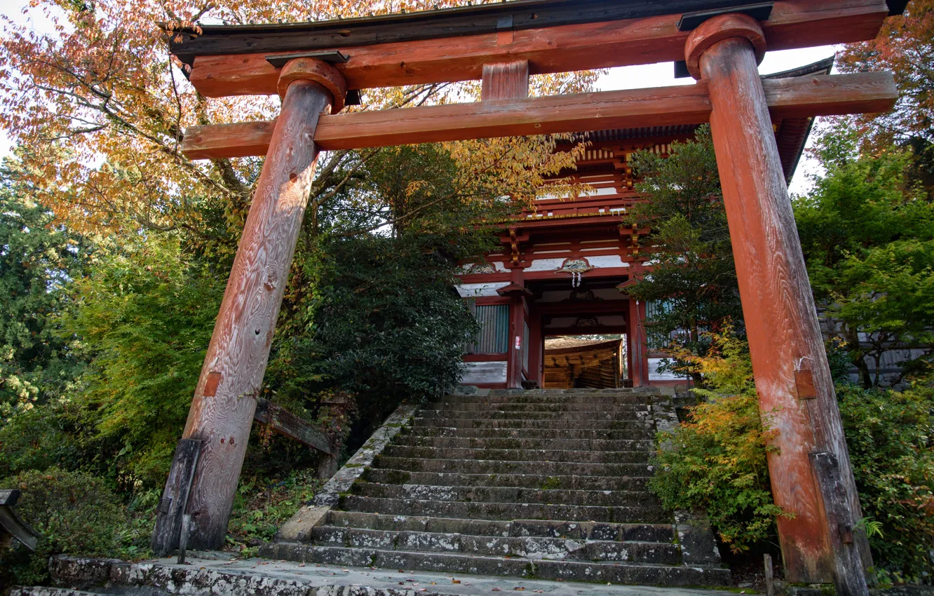 Photo wallpaper nature, gate, Japan, ladder, temple, torii