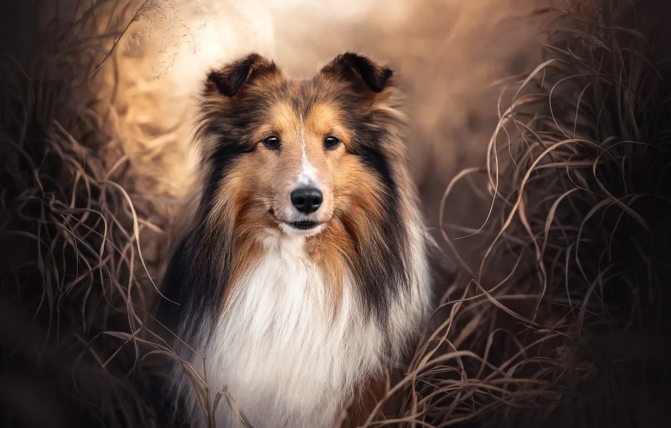 Photo wallpaper look, face, dog, Collie