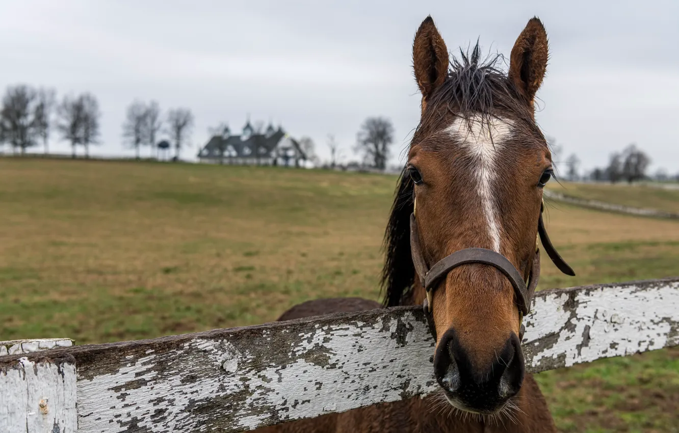 Photo wallpaper nature, horse, the fence