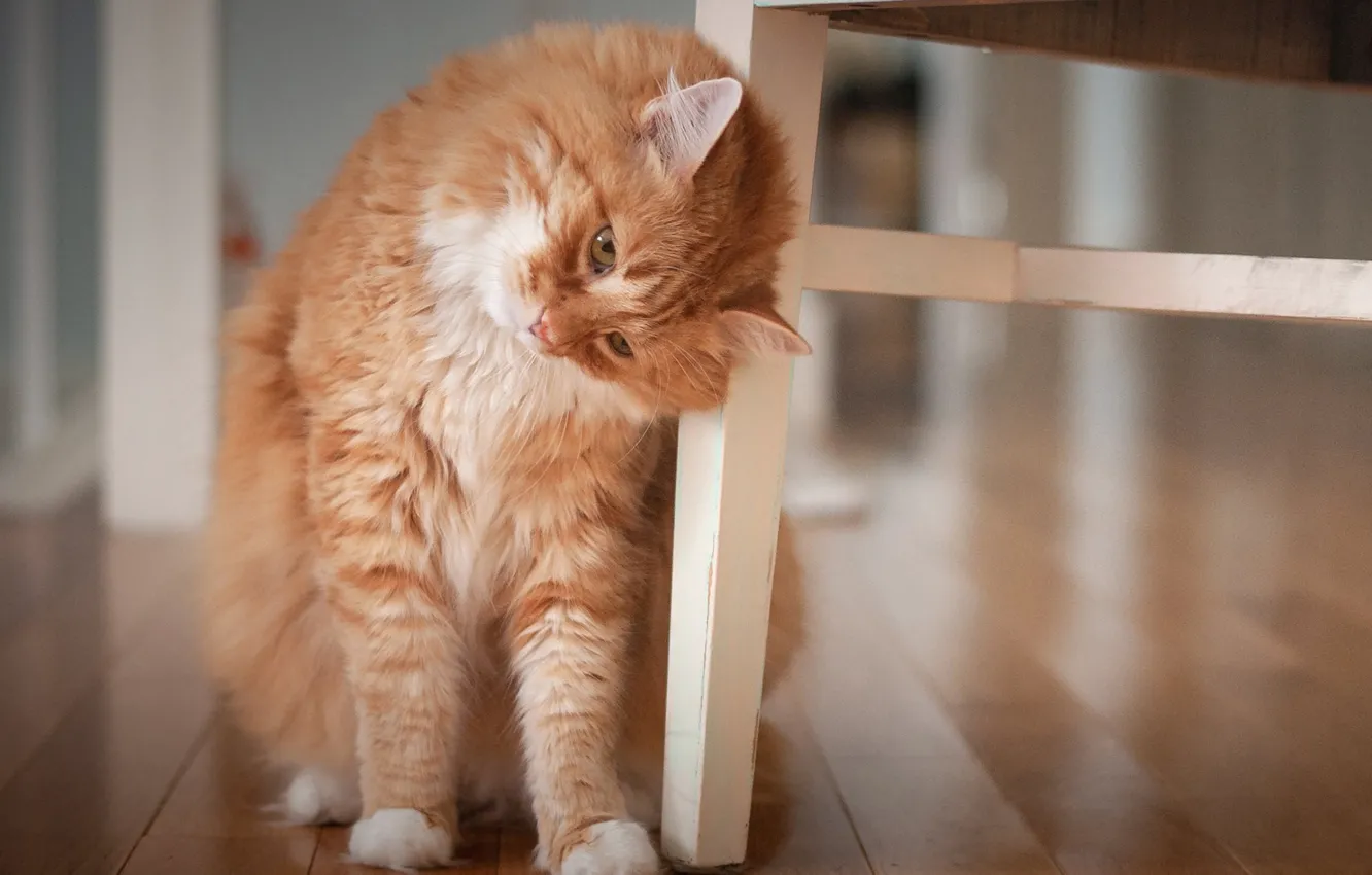 Photo wallpaper cat, room, fluffy