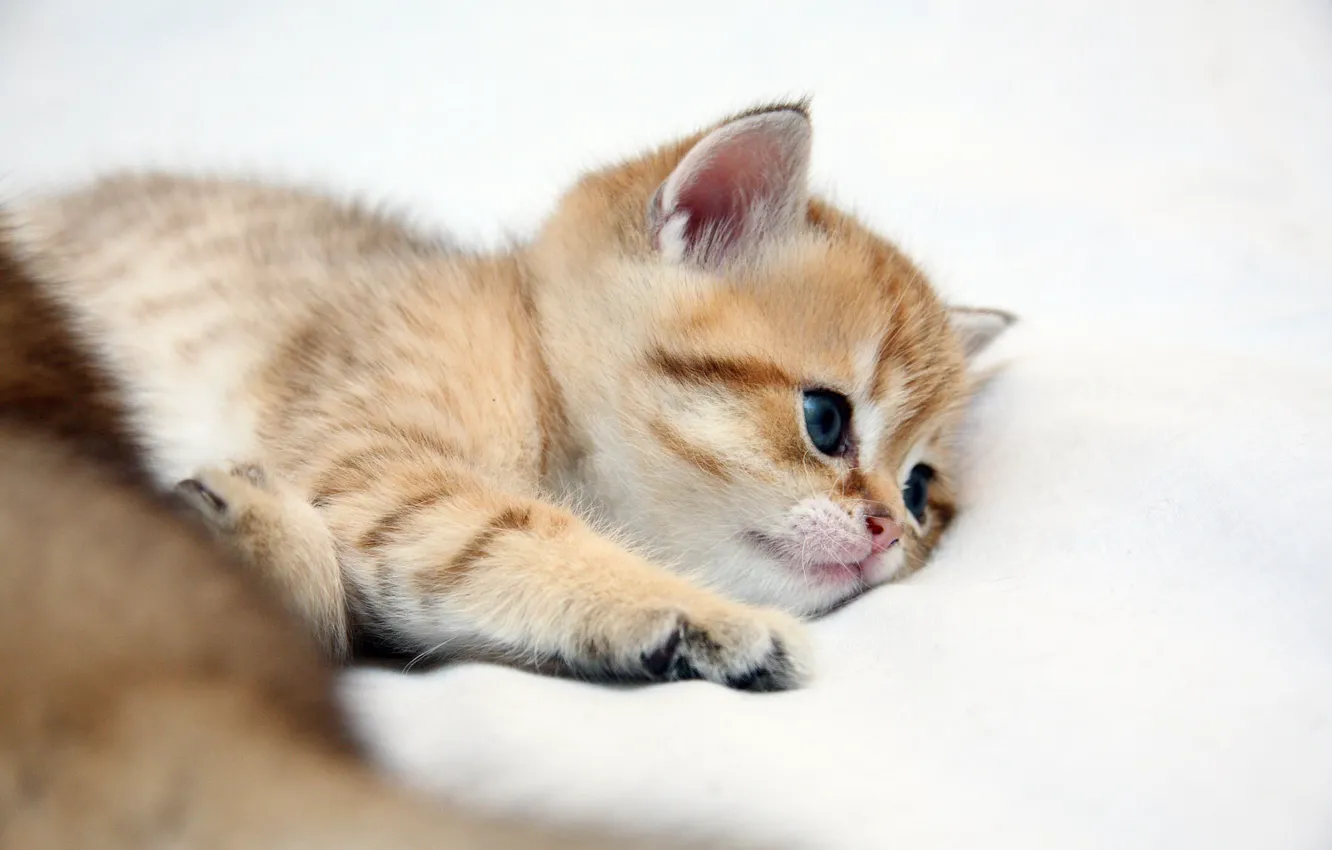 Photo wallpaper cat, cat, kitty