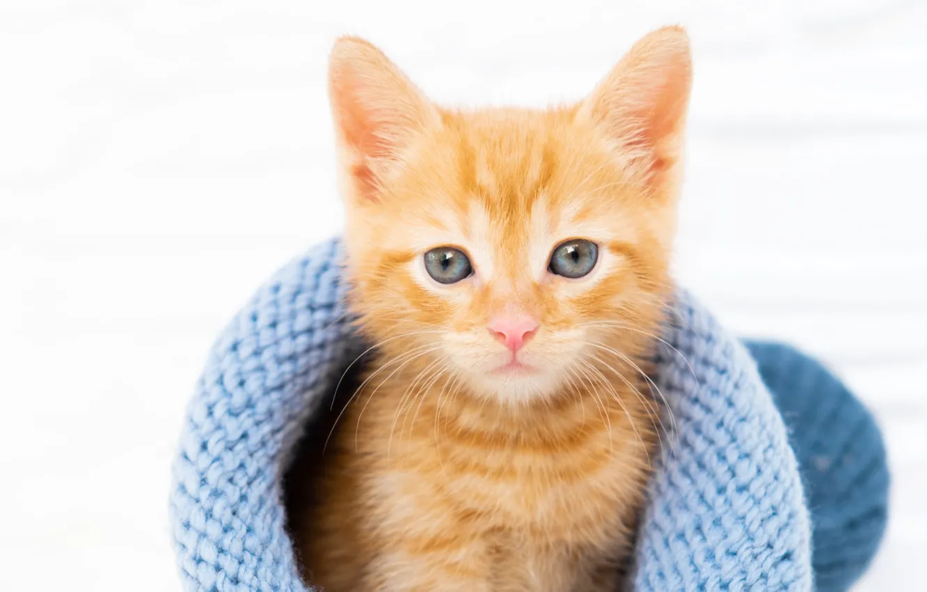 Photo wallpaper cat, look, pose, blue, hat, portrait, baby, white background