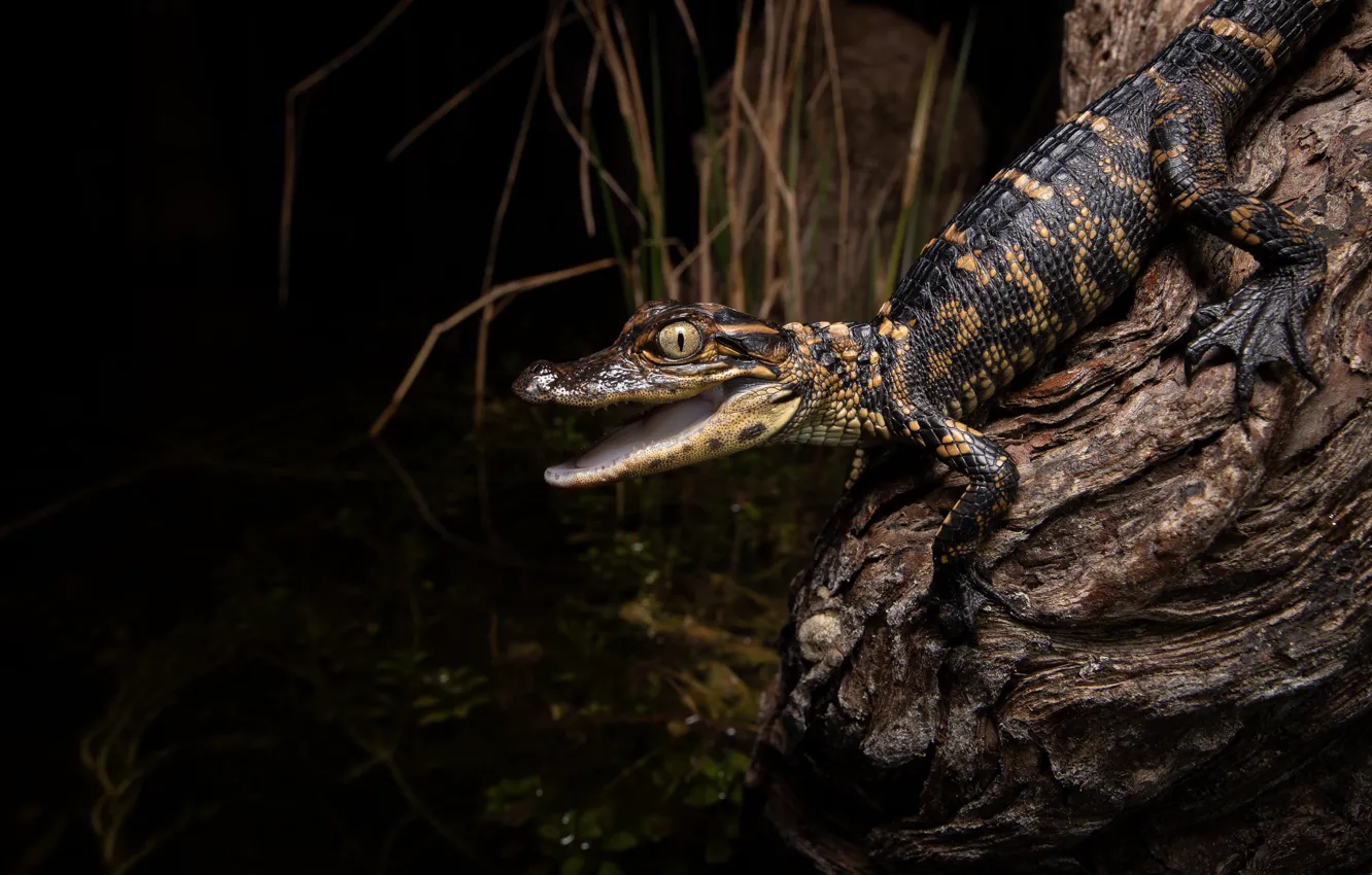 Photo wallpaper look, trees, shore, crocodile, mouth, bark, black background, cub