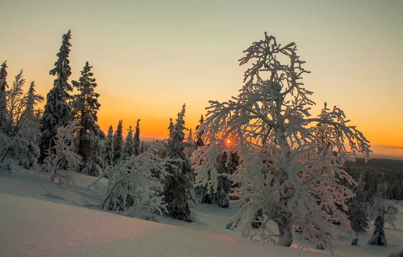 Photo wallpaper winter, the sky, clouds, snow, trees, sunset, Finland, Lapland
