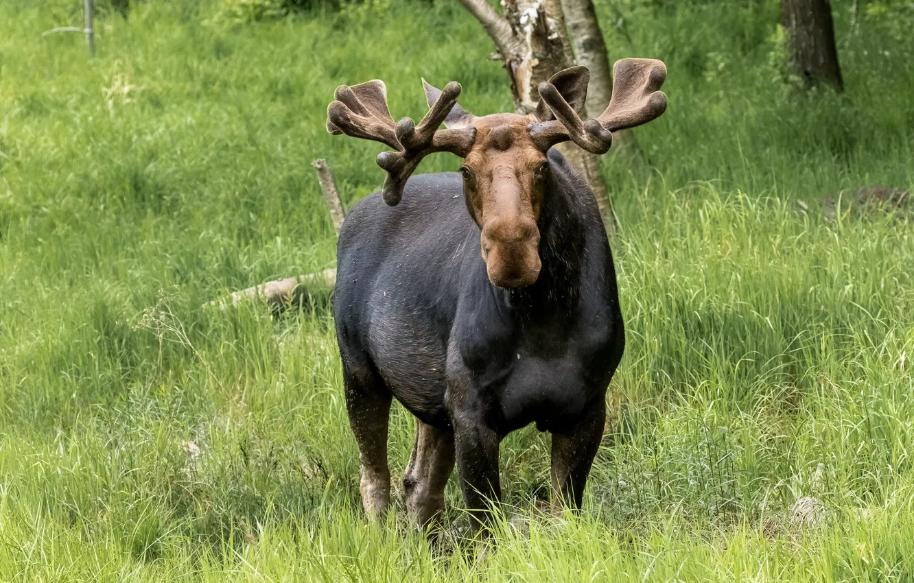 Photo wallpaper grass, look, nature, pose, glade, horns, moose, elk