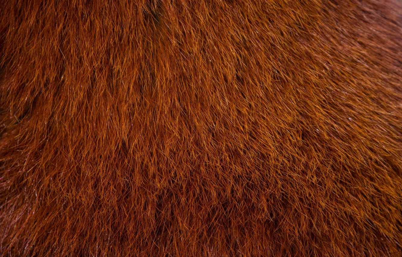 Photo wallpaper color, wool, red Panda
