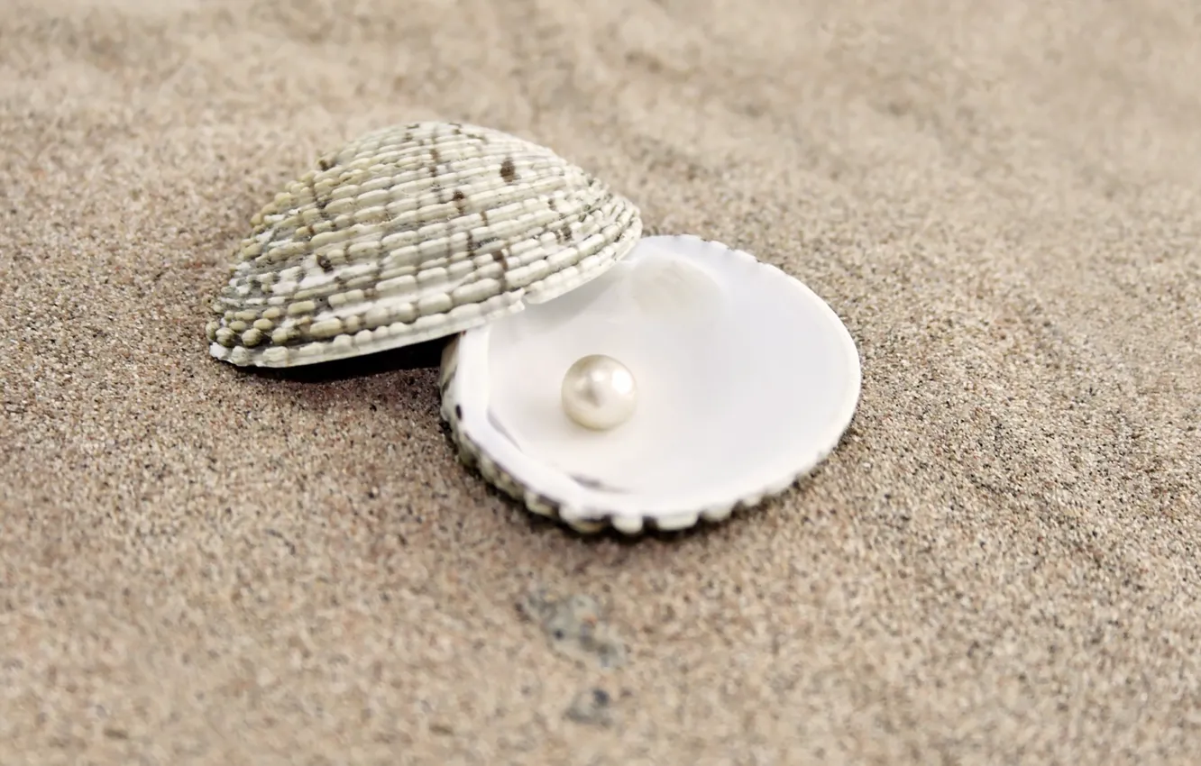 Photo wallpaper sand, shell, pearl