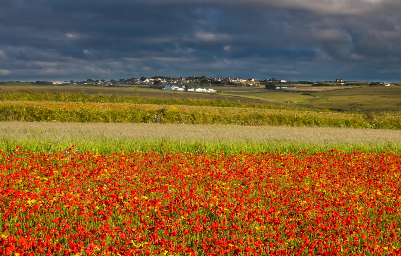 Photo wallpaper field, summer, the sky, clouds, flowers, red, clouds, hills