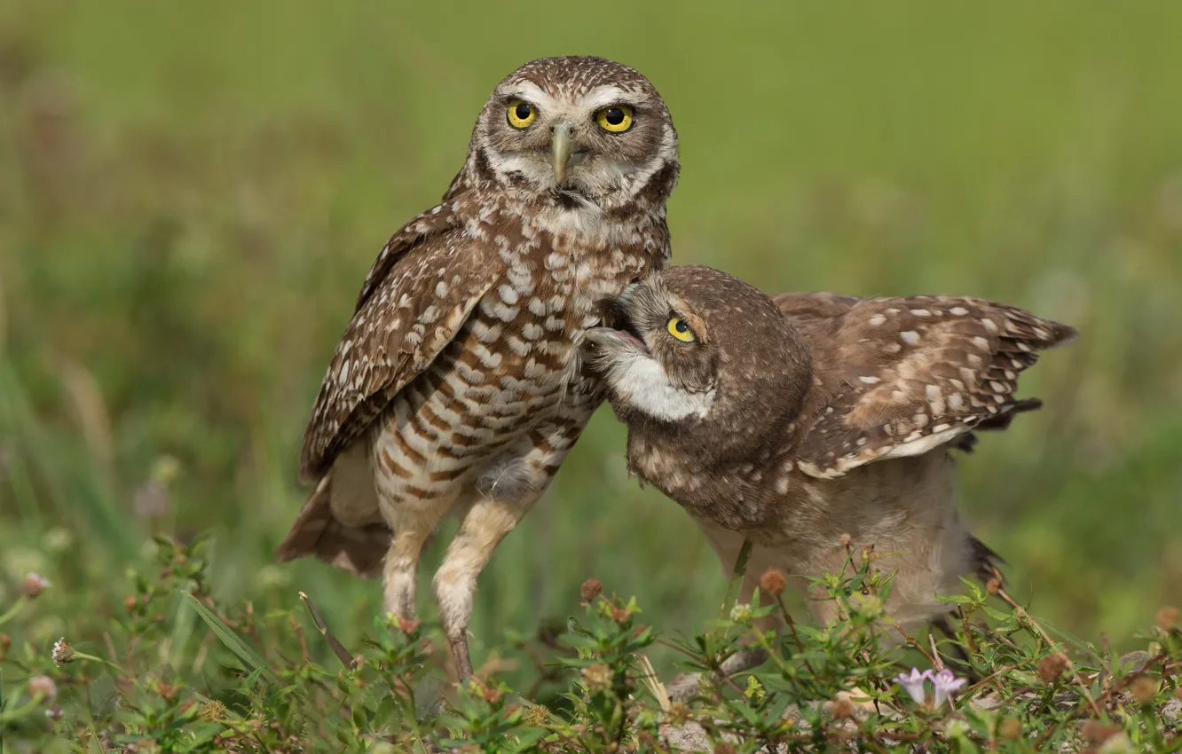 Photo wallpaper grass, look, birds, pose, owls, a couple, Duo, owls