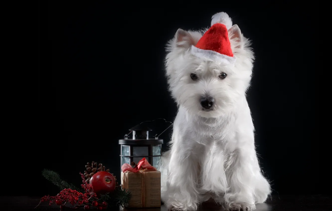 Photo wallpaper holiday, hat, dog, puppy, baby
