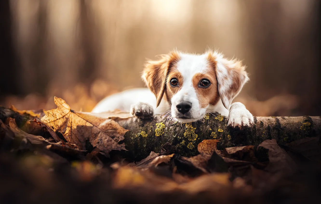 Photo wallpaper look, face, leaves, dog, log, bokeh, kooikerhondje