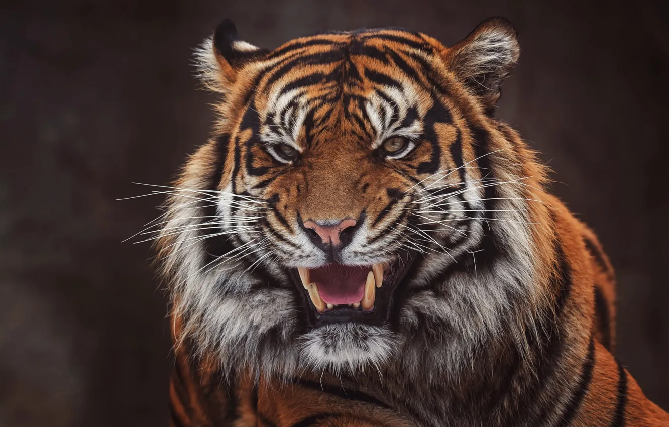 Photo wallpaper face, tiger, the dark background, portrait, mouth, fangs, grin, evil