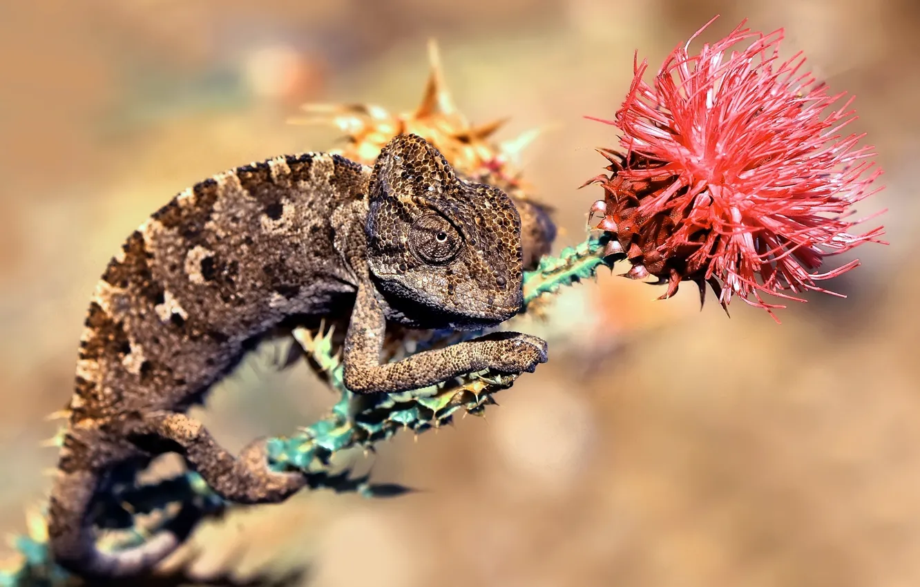 Photo wallpaper flowers, chameleon, lizard, Mustafa Öztürk