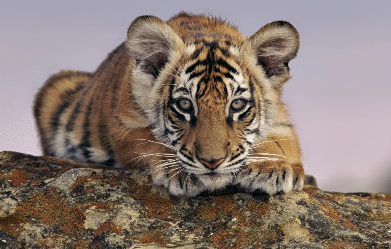 Photo wallpaper tiger, animal, looks, tiger