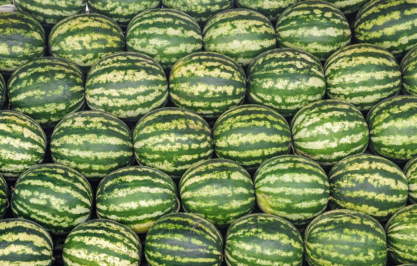 Photo wallpaper watermelon, harvest, a lot