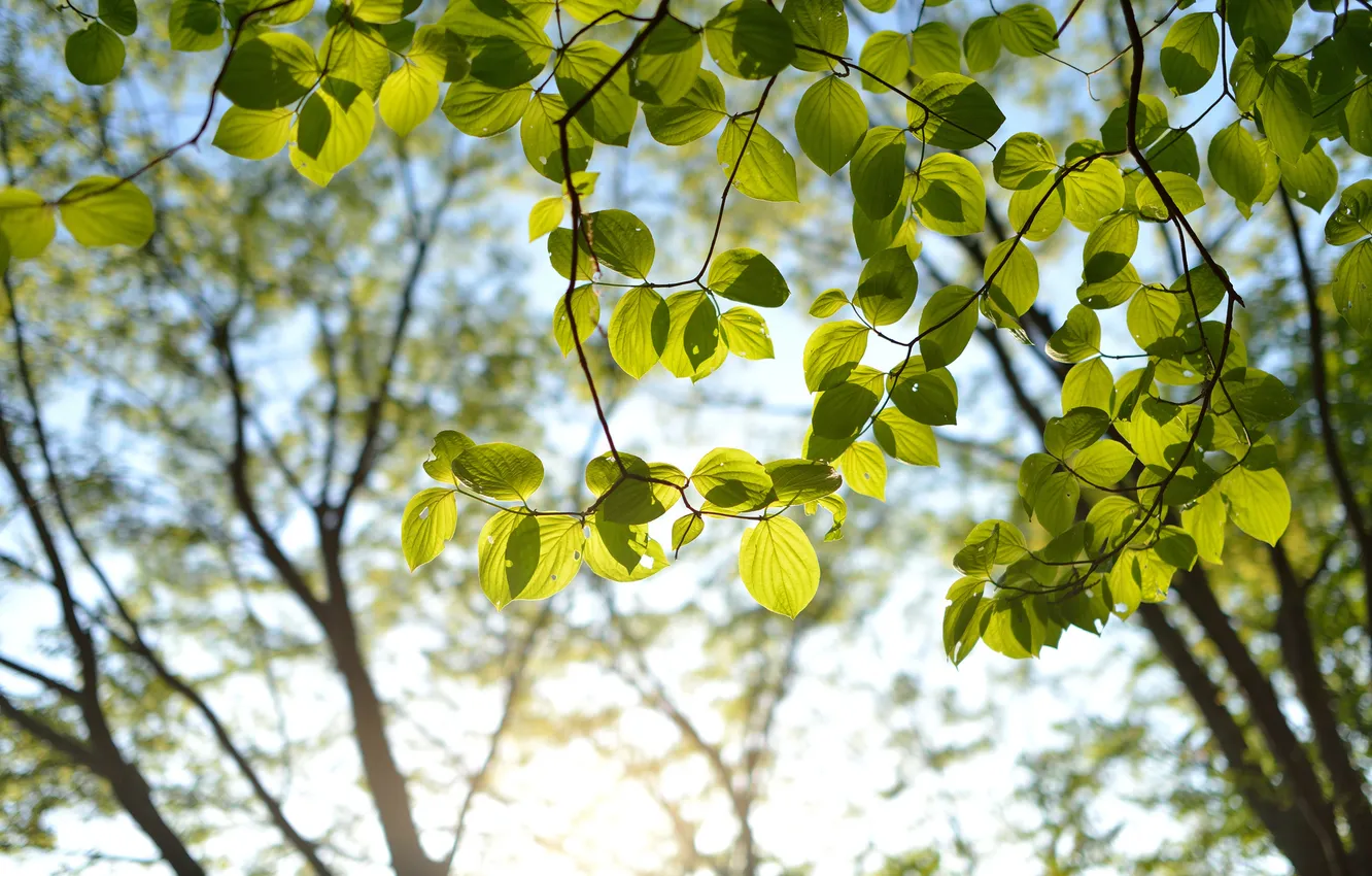 Photo wallpaper leaves, the sun, trees, branches, green, crown