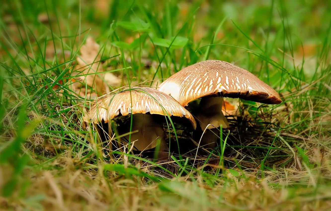 Photo wallpaper grass, green, background, mushrooms, pair, hat