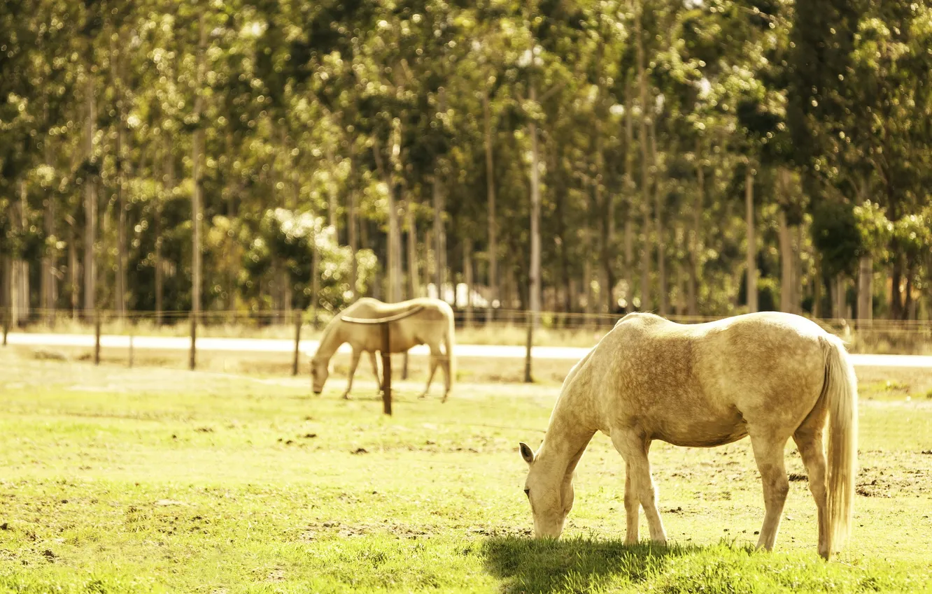 Photo wallpaper field, summer, light, horse
