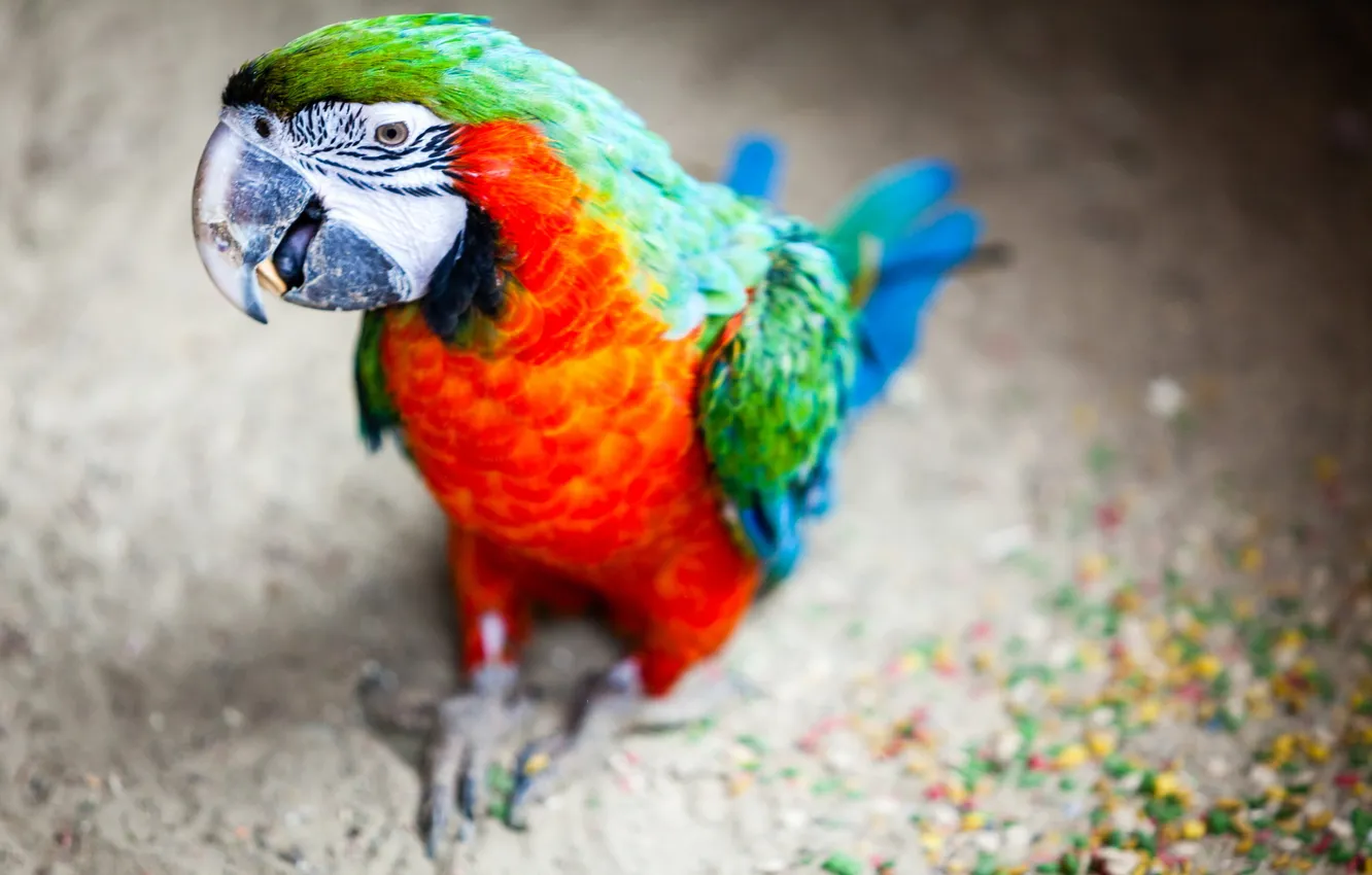 Photo wallpaper background, bird, parrots