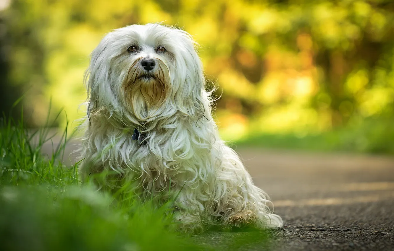 Photo wallpaper look, each, dog