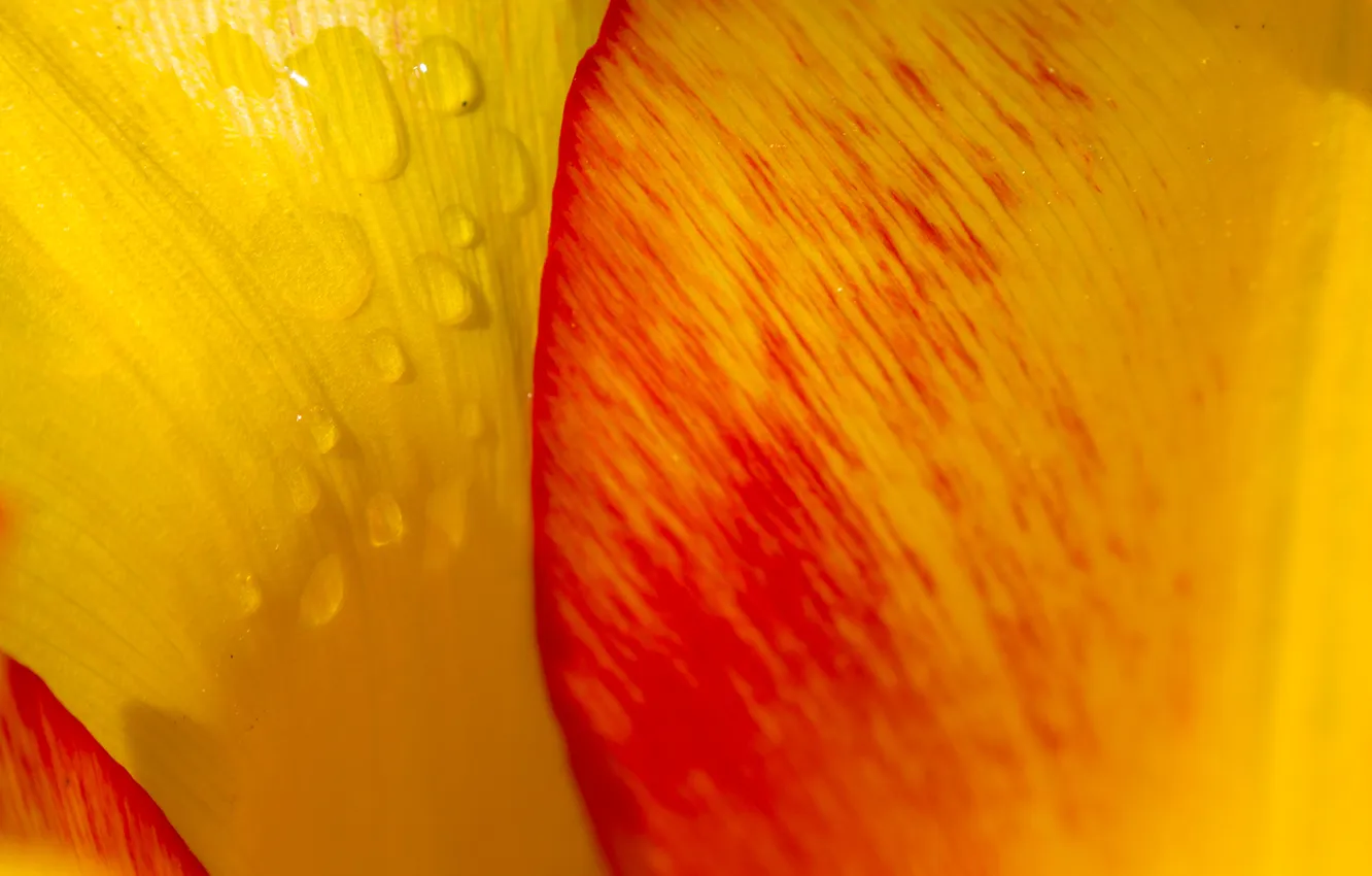 Photo wallpaper water, drops, Rosa, petals, tulips