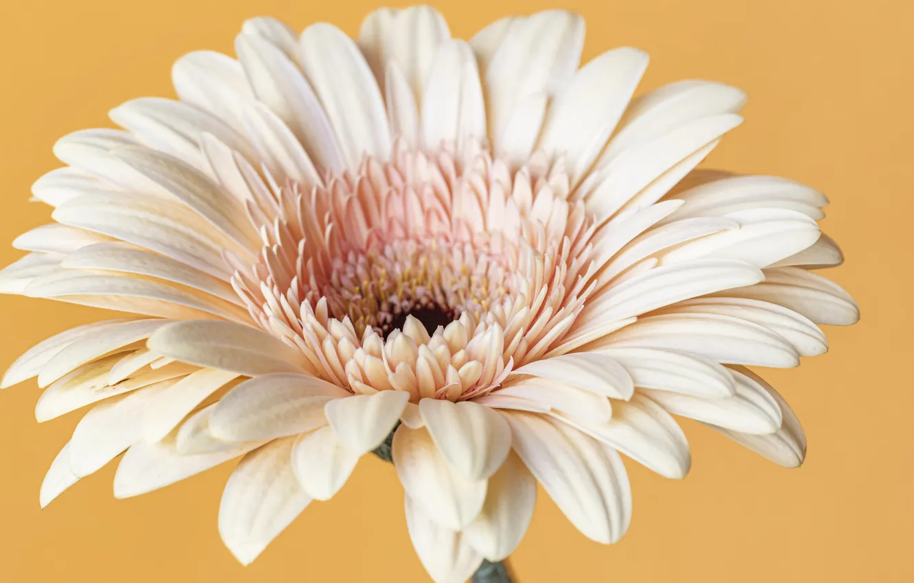 Photo wallpaper flower, close-up, macro, bloomed