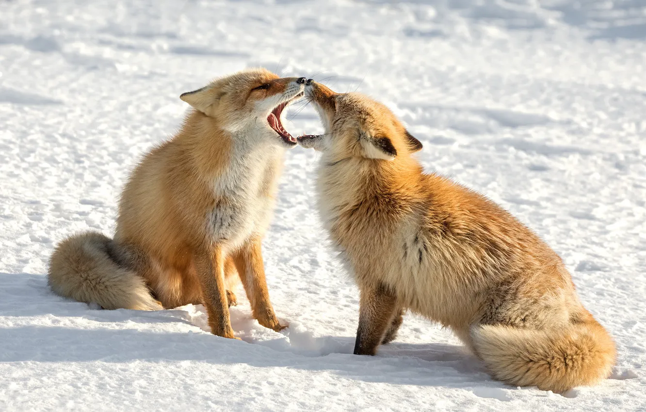 Photo wallpaper winter, snow, pair, Fox, red, Duo, showdown, two foxes